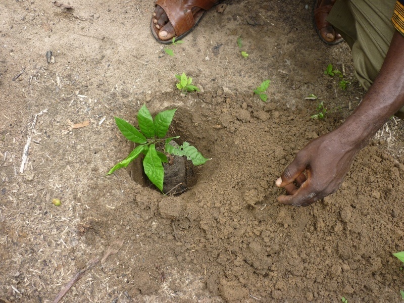 Transplanting – Wassa East Cocoa